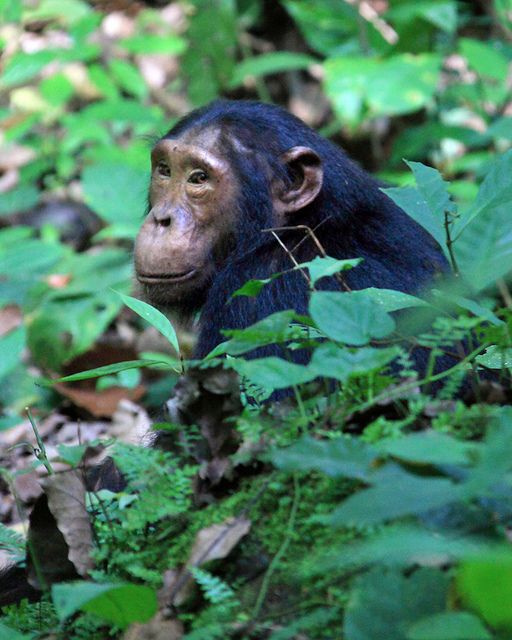 Chimpanzee tracking Kibale Uganda tour