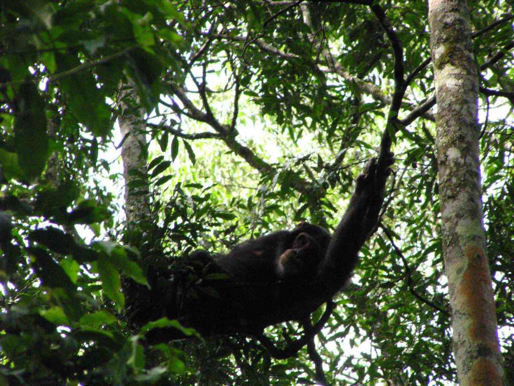 kibale chimpanzee trekking tour uganda budongo chimp ngamba island safari
