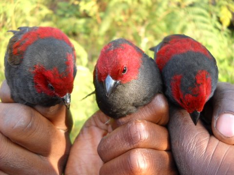 Rare bird species on Goilla tour in Uganda