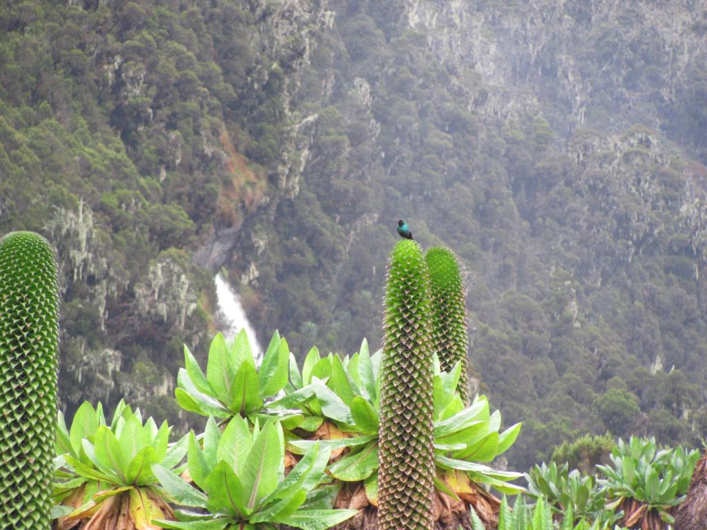 Flower of Dendrosenescios in Rwenzori with a beautifull bird percing on top