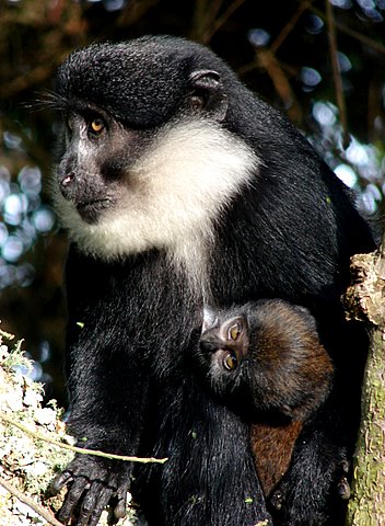 Uganda Primate and Gorilla Tours - Black-and-white Monkey in Bwindi