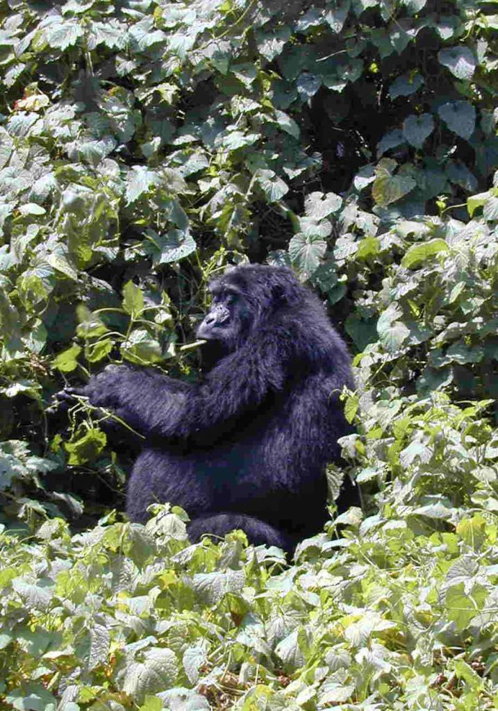 Budget Gorilla Tours Uganda Rwanda - https://www.gorillasandwildlifesafaris.com/safaris/