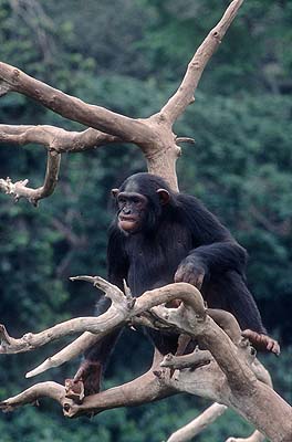 Chimpanzee tracking tour kibale budongo ngamba uganda