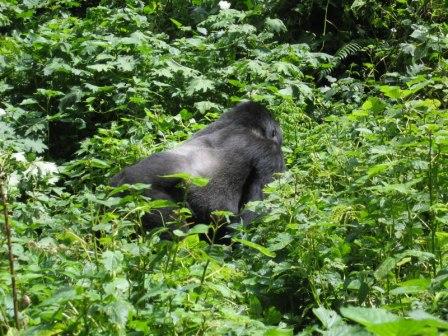 Uganda 4 Days Gorilla Trek/Tracking Tour in Bwindi