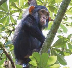 chimpanzee trek tracking safari uganda kibale tour budongo tour ngamba island kyambura kalinzu