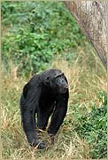 chimpanzee tour uganda ngamba island budong kibale