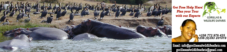 Uganda Tours Hippopotamus at Queen Elizabeth National Park Kazinga Channel