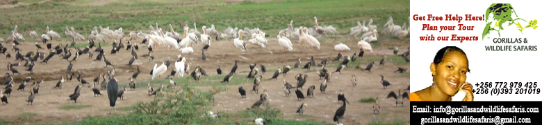 Uganda Bird watching in Kibale National Park and Fort Portal