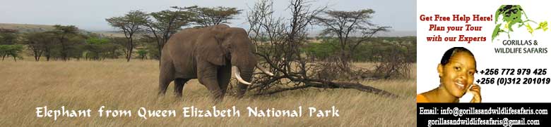 Elephant as seen from Uganda Safari in Queen Elizabeth National Park