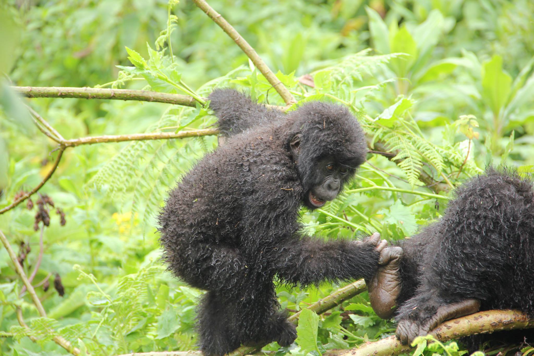 gorilla-tour-uganda-trek