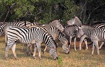 lake mburo zebra on uganda game safari