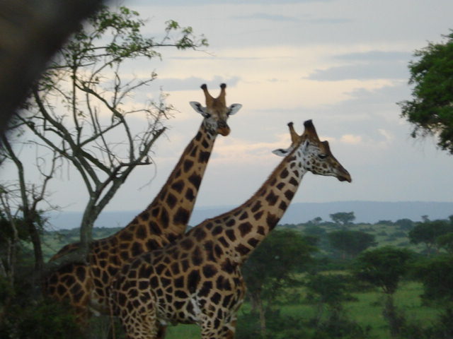 Giraffes in Murchison Falls National Park , tourUganda