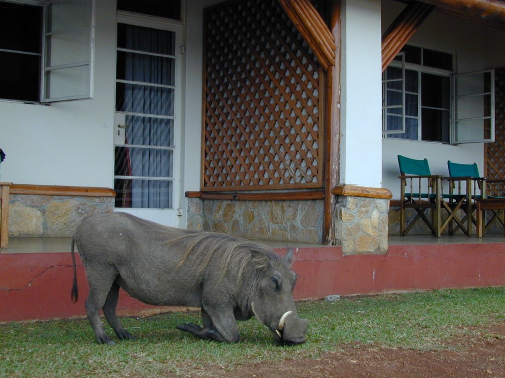 Wild animals Graze near guest lodge rooms in Queen Elizabeth Mweya on Uganda Tour