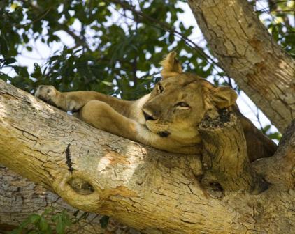 Tree Climbing Lion in Ishasha, Queen Elizabeth National Park