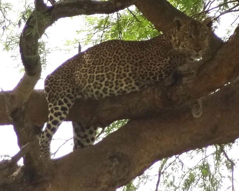 Leopards have been sighted in Queen Elizabeth National Park on tours