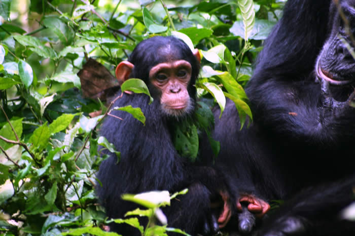 Chimp tracking Kibale