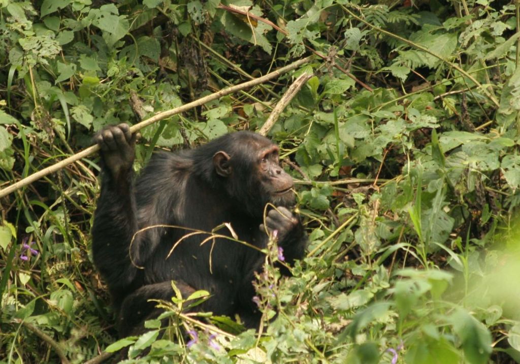  Chimpanzee tracking, uganda