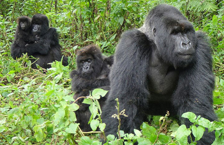 Affordable, Quality Uganda 3 days Gorilla tracking tour: Trekking  families of Bwindi's mountain gorillas   gorilla with a gorilla family in bwindi 3 days gorilla tracking tour trek uganda