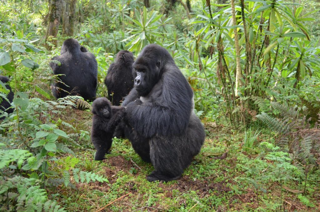 was named after the Sabyinyo volcano compare gorilla trekking rwanda uganda gorilla tracking tour