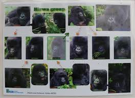 Hirwa Group, hirwa gorilla group volcanoes national park rwanda