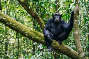Kibale National Park uganda primates tours uganda safari gorilla tour