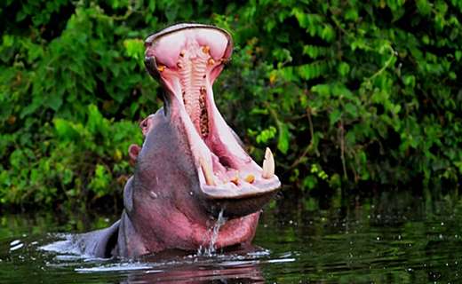 Hippo yawn, Lake Mburo, Uganda Gorillas and Wildlife Safaris