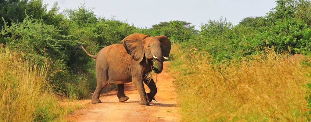 Elephant crossing road, Murchison Falls National Park uganda safari holiday gorilla trekking tour