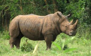 Rhino tracking, Ziwa Sanctuary