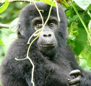 Gorilla Rwanda safari Rwanda Gorilla Tracking/ trek experience with Gorillas and Wildlife Safaris