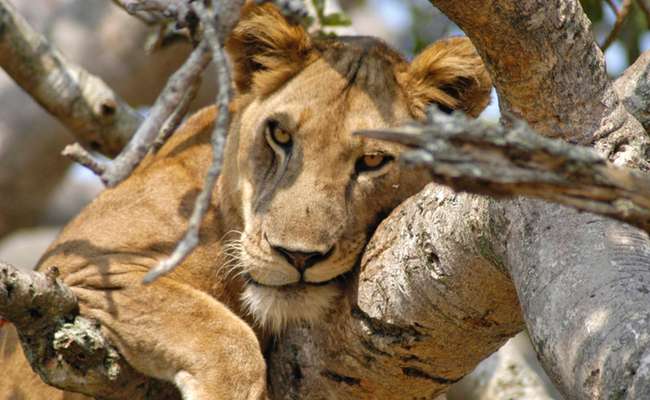 Tree climbing lion, Uganda