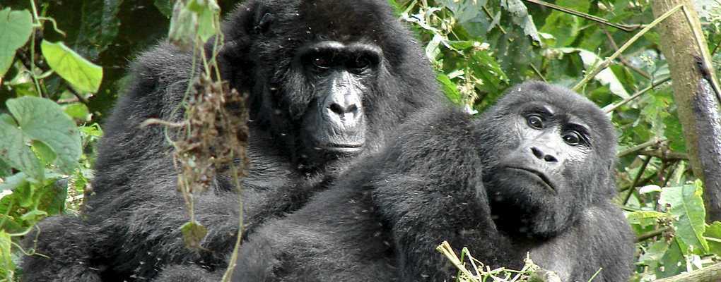 Pair of gorillas, Bwindi Impenetrable Forest, Uganda Gorilla Trekking Wildlife Chimps Safari - 6 Days