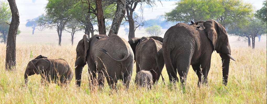 Elephant herd, Uganda fly kidepo safari flying kidepo tour gorillas and wildlife safaris