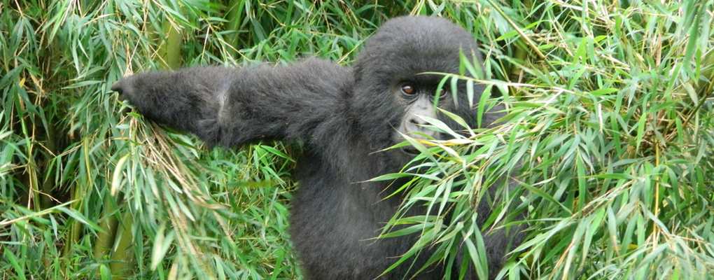 Gorilla climbing bamboo, Uganda gorilla primate wildlife safari