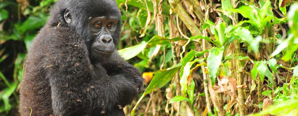 Mountain gorilla, Bwindi, Uganda