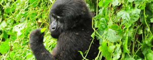 wildlife Gorila trek safari rwanda Uganda chimps