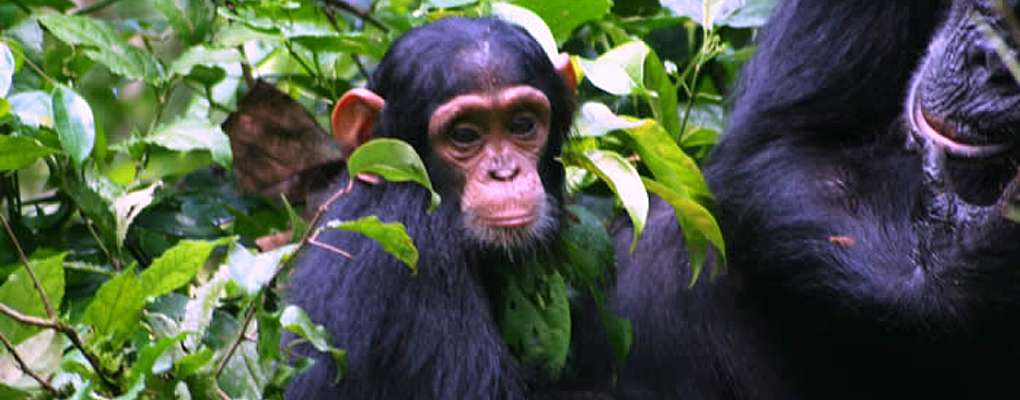 Chimpanzee Trekking Safari in Kibale