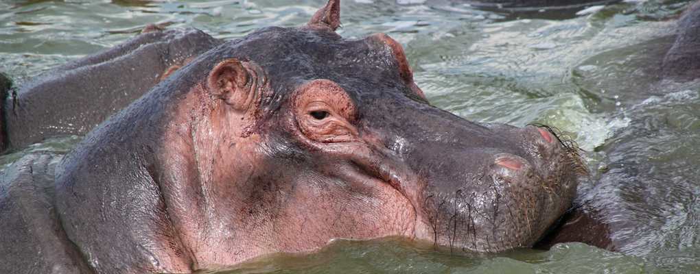 Hippo pod, Kazinga Channel, Queen Elizabeth National Park, Uganda