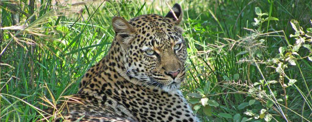 Uganda Rwanda safari tour Leopard, Queen Elizabeth National Park, Uganda