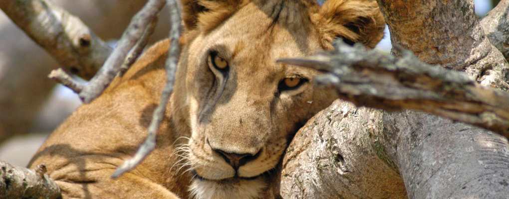 Tree climbing lion, Queen Elizabeth National Park Uganda Gorilla Trek and Safari in Queen Elizabeth NP