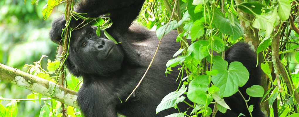 Uganda Gorilla Trek, Chimpanzee Tracking & Game Wildlife Safari - 8 Days Rushegura mountain gorilla hangin from tree, Bwindi, Uganda