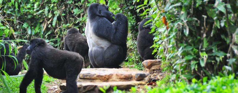 All Uganda gorilla safaris, Uganda tours, gorilla trekking tours, primate wildlife safaris, gorilla habituation safaris, uganda gorilla trekking in Africa