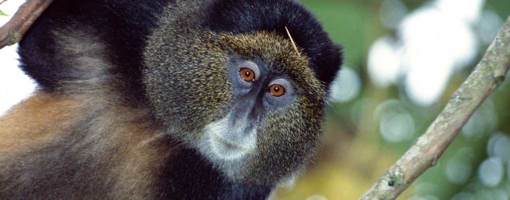 ombined rwanda uganda gorilla trek tourGolden monkey, Rwanda