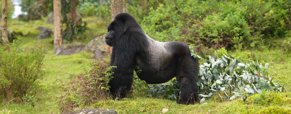 how tough Rwanda gorilla trek primate tracking tours safaris fitness gorilla trek rwanda gorilla 3 days tour