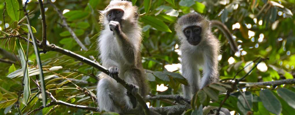 Vervet monkeys, Queen Elizabeth National Park, Uganda Gorillas and Wildlife Safaris