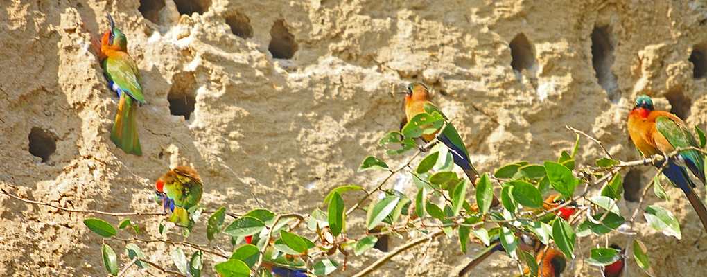 Birding in Murchison Bird nests in river bank, Uganda