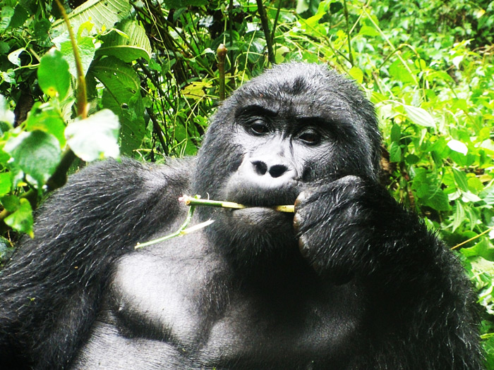 congo gorilla, virunga gorilla trek DRC- gorilla tour virunga- virunga DRC trekking gorilla safari