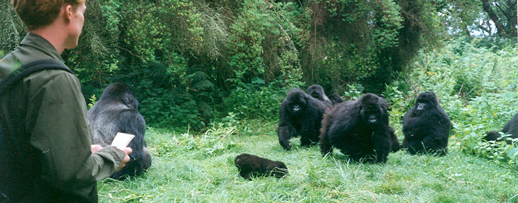 gorilla habituation experience tour uganda chimp habituation tour safari