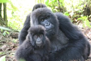 Uganda gorilla trek tour - tracking mountain gorillas