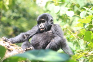 Uganda gorilla tracking tour juvenile bwindi safari/ Bwindi gorilla habituation experience Bikingi