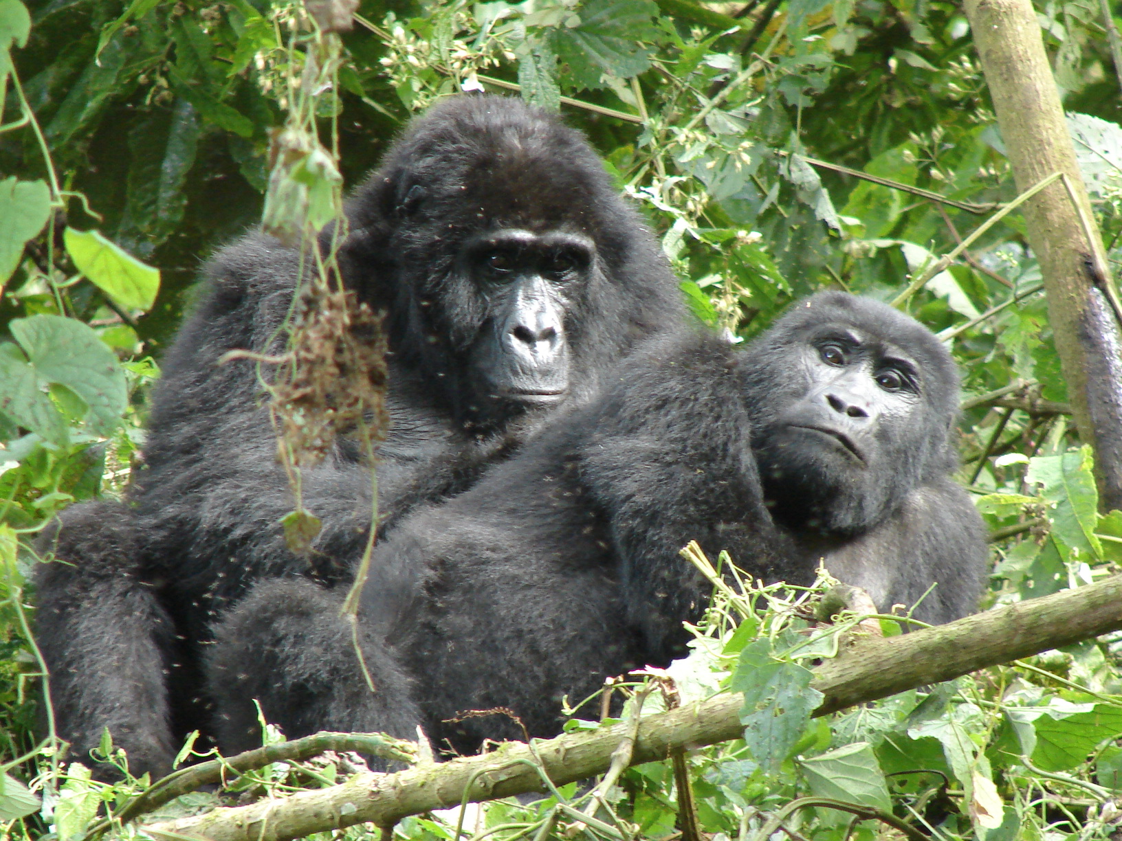 Uganda gorilla safari, Uganda gorilla tour - seeing mountain gorillas in Biwindi